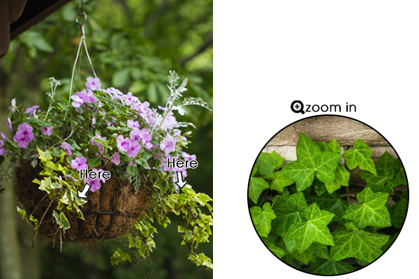 寄せ植えに使いやすいカラーリーフ28選 植木鉢で育てるときのポイントも 植木鉢ナビ