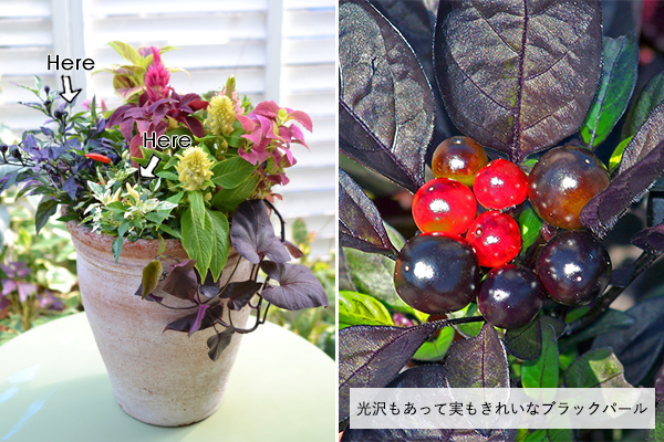 寄せ植えに使いやすいカラーリーフ28選！植木鉢で育てるときのポイント 