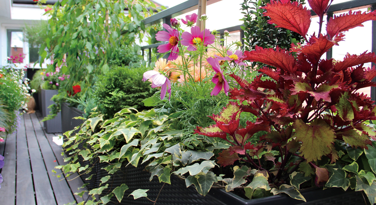 植木鉢で育てたい 秋の花10選 しっとりとした空気を吹き込む草花たち 植木鉢ナビ