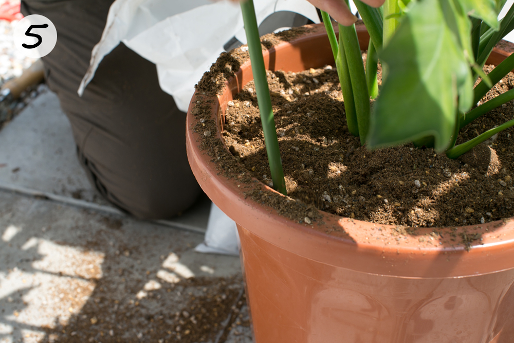 Gardening Tip For May 伸び過ぎた観葉植物を植えかえよう！ | 植木鉢ナビ