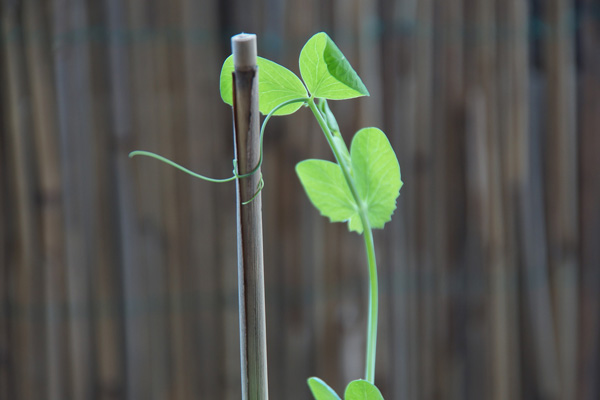 スナップエンドウを育てよう みんなで収穫できるプランター栽培 植木鉢ナビ
