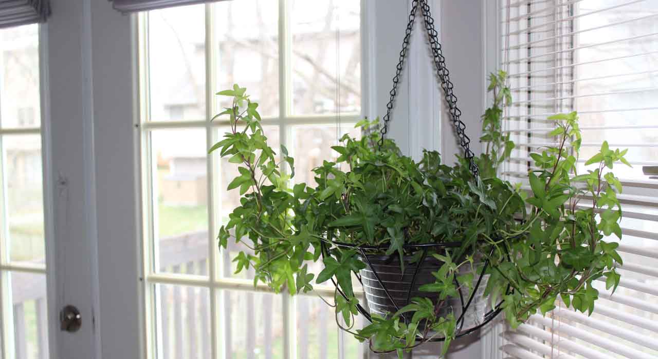 吊り下げて飾る デッドスペースを有効に使う とっておきの植木鉢をご紹介 植木鉢ナビ