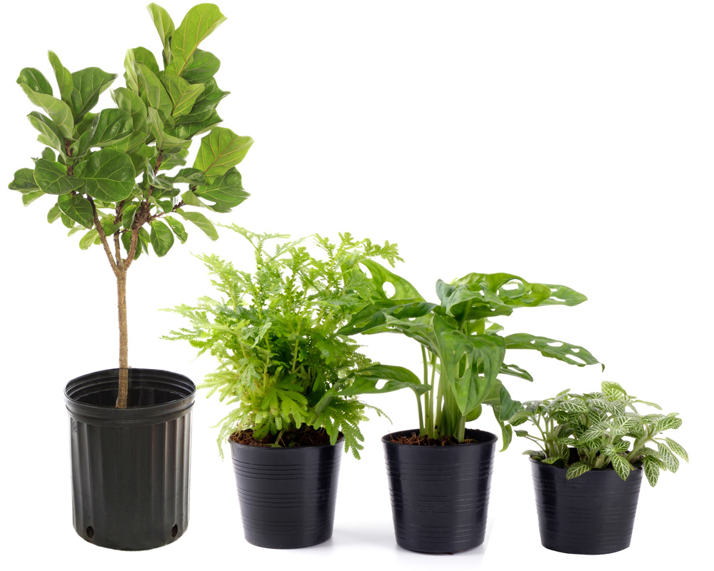 植物の大きさに合った植木鉢のサイズとは？植木鉢の選び方 | 植木鉢ナビ