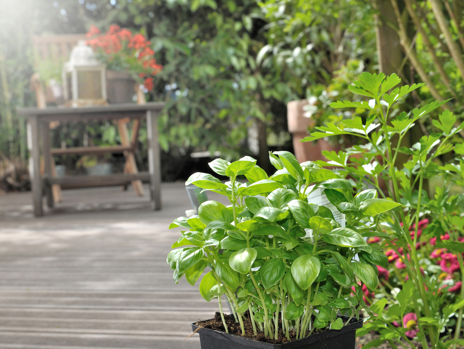 風の通るスペース テラス ベランダに最適な植木鉢とは 植木鉢ナビ